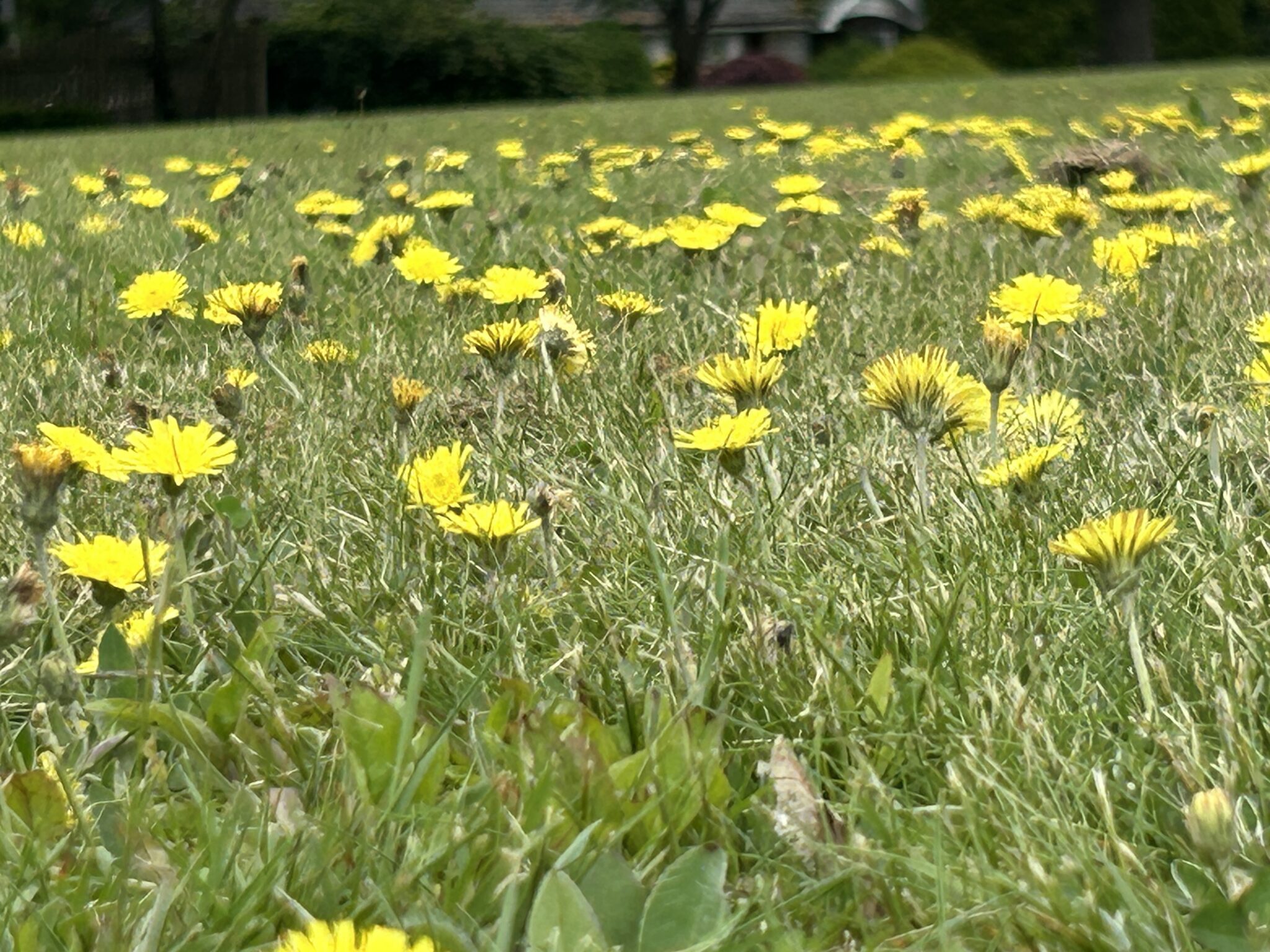 A lush field of vibrant yellow dandelions scattered across green grass. The bright flowers create a cheerful, natural scene against a blurred background.