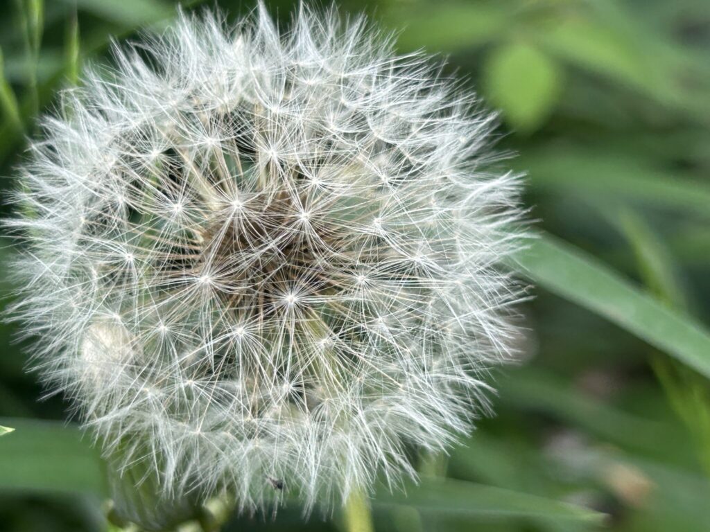 Close-up of a dandelion puff with delicate white seeds radiating outward against a soft green background, evoking a sense of whimsy and nature.