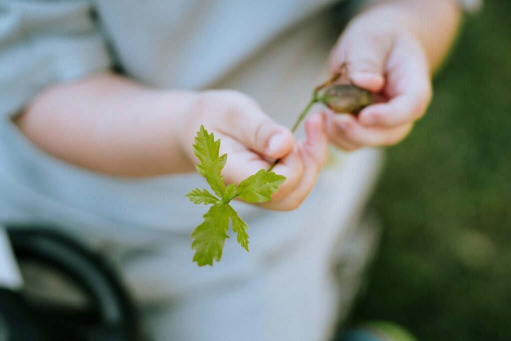 a person holding a leaf in their hands