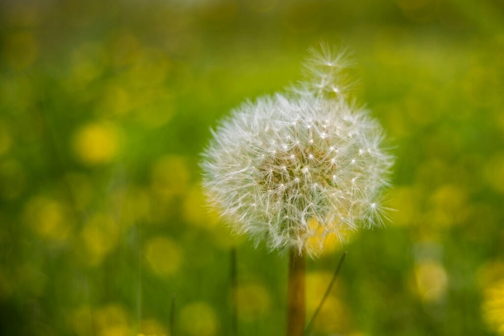 white dandelion in close up photography
